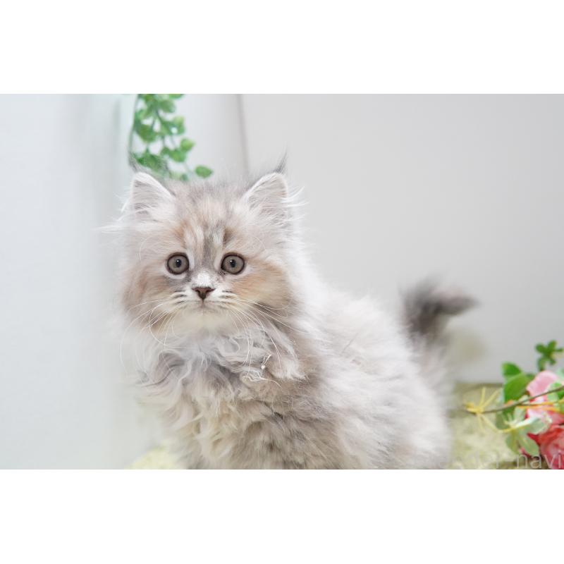 販売中の神奈川県のミヌエット-134819の3枚目