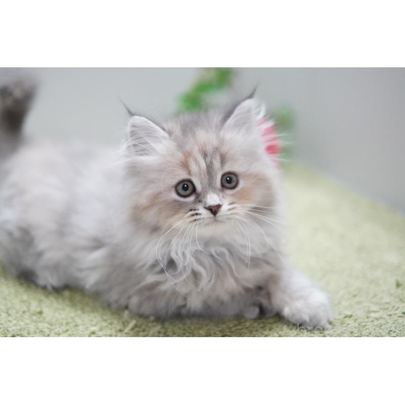 販売中の神奈川県のミヌエット-134819の2枚目