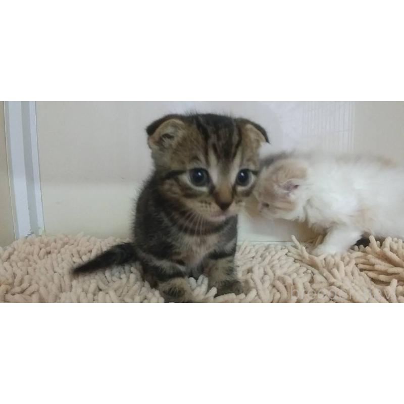 販売中の愛知県のスコティッシュフォールド(折れ耳)-137790の3枚目