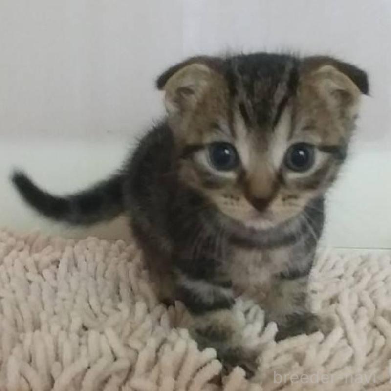 販売中の愛知県のスコティッシュフォールド(折れ耳)-137790