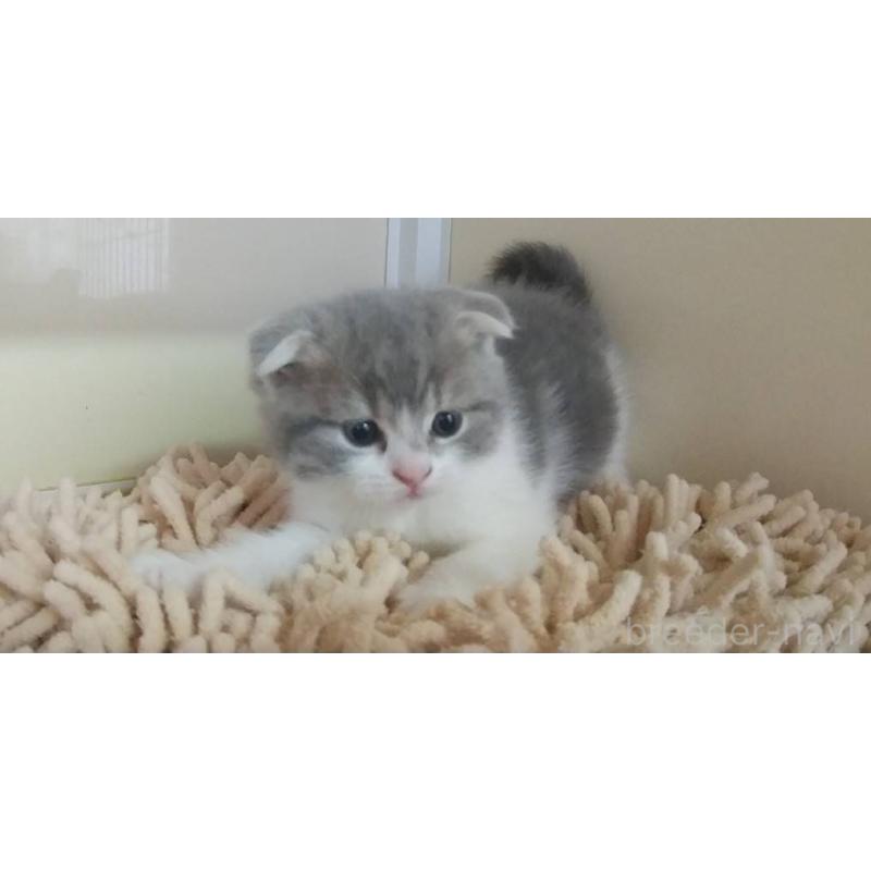 販売中の愛知県のスコティッシュフォールド(折れ耳)-137791の2枚目