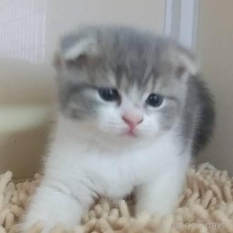 販売中の愛知県のスコティッシュフォールド(折れ耳)-137791の1枚目