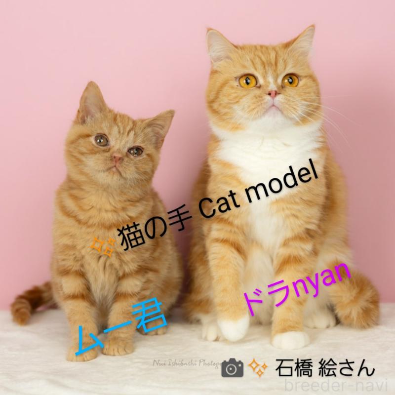 販売中の千葉県のアメリカンショートヘア-133717の2枚目