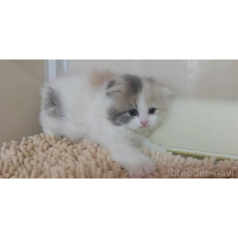 販売中の愛知県のスコティッシュフォールド(折れ耳)-137792の3枚目