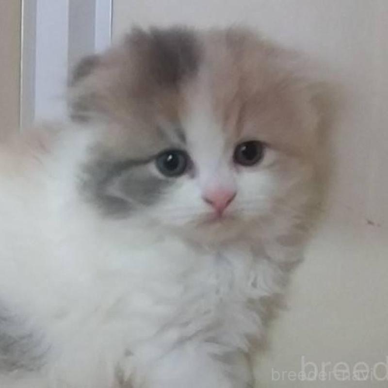 販売中の愛知県のスコティッシュフォールド(折れ耳)-137792