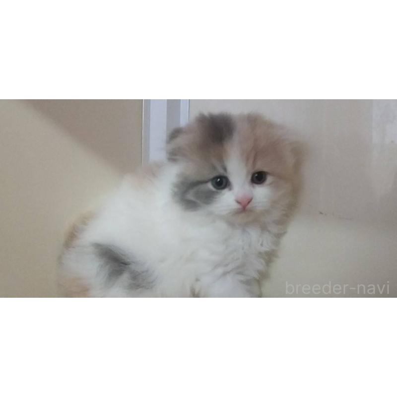 販売中の愛知県のスコティッシュフォールド(折れ耳)-137792の2枚目