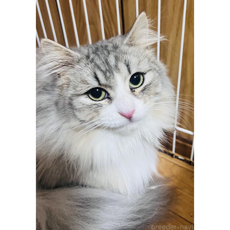 販売中の大阪府のミヌエット(短足)-137793の4枚目