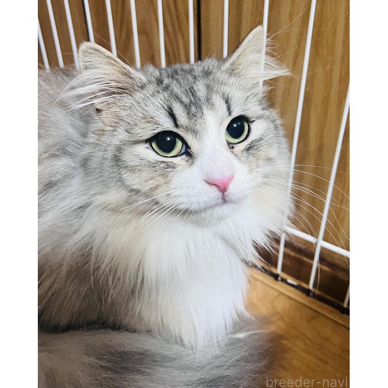 販売中の大阪府のミヌエット(短足)-137793の3枚目