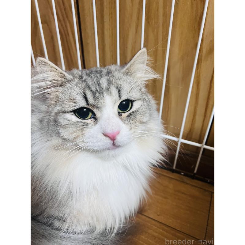 販売中の大阪府のミヌエット(短足)-137793の2枚目