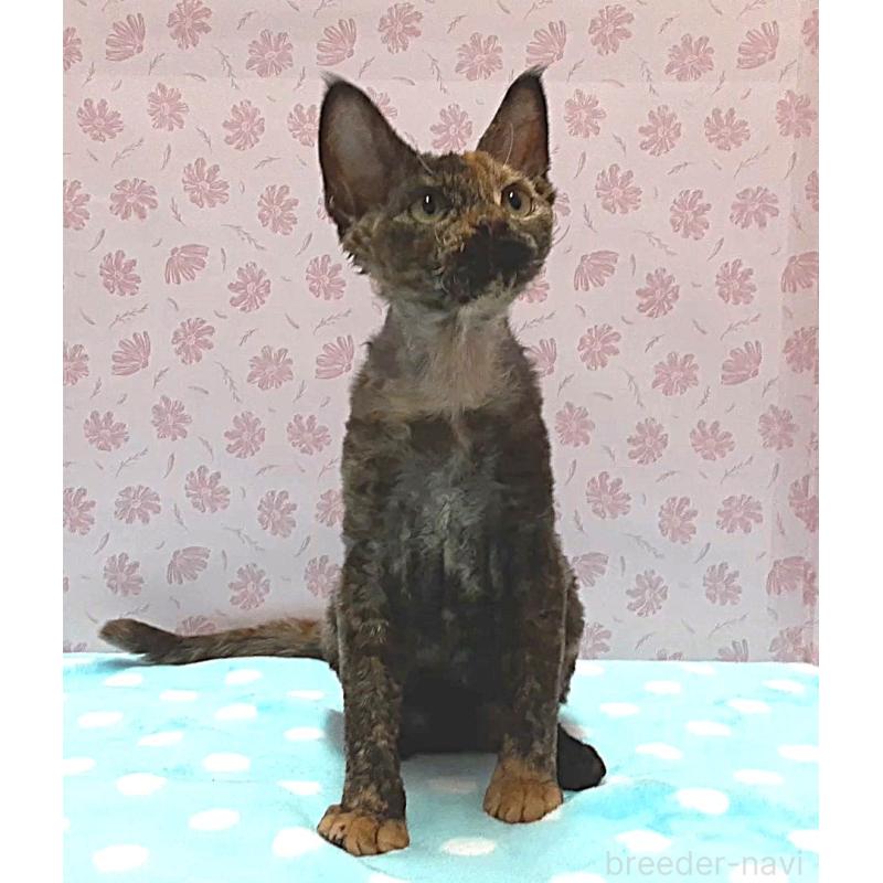 販売中の岐阜県のデボンレックス-137798の5枚目