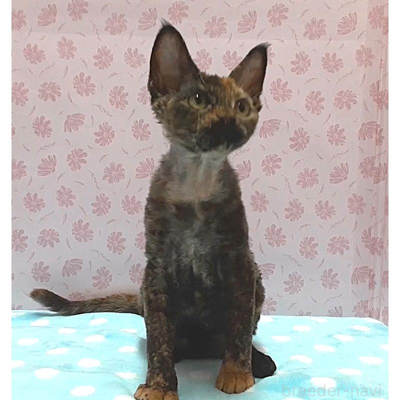 販売中の岐阜県のデボンレックス-137798の4枚目