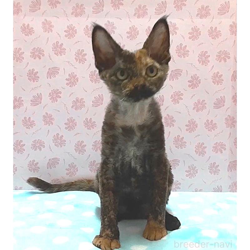 販売中の岐阜県のデボンレックス-137798の3枚目