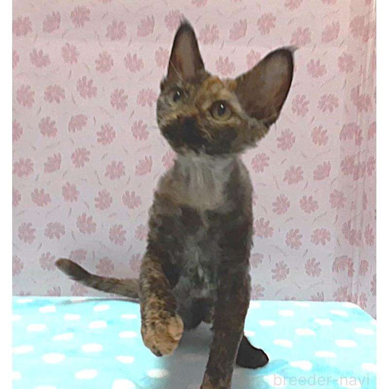 販売中の岐阜県のデボンレックス-137798の2枚目