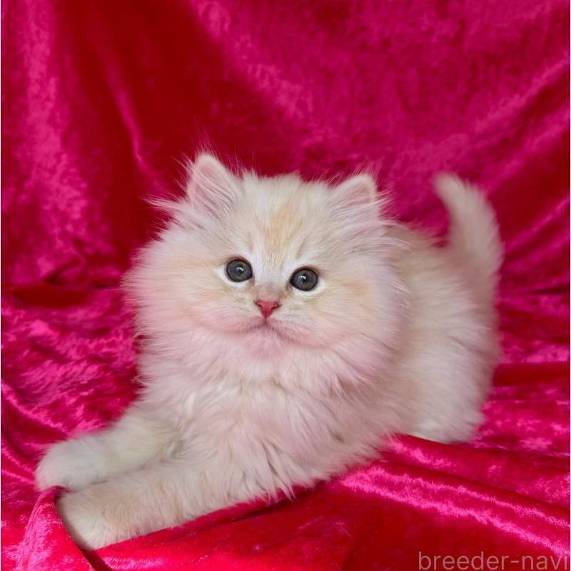 成約済の千葉県のサイベリアン-136219の3枚目