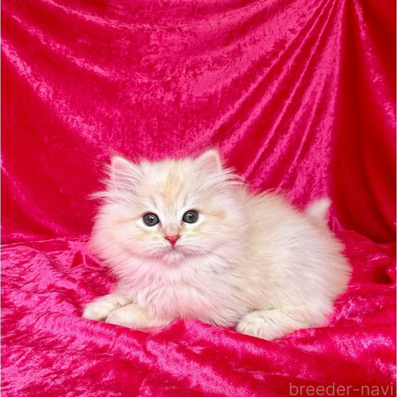 成約済の千葉県のサイベリアン-136219の2枚目