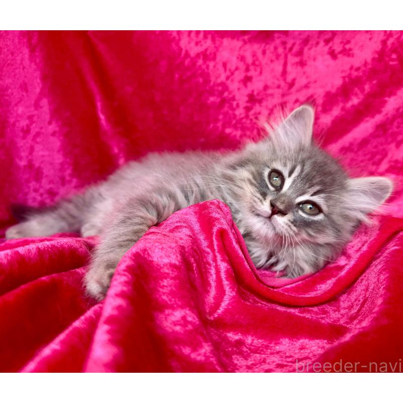 販売中の千葉県のサイベリアン-135287の3枚目