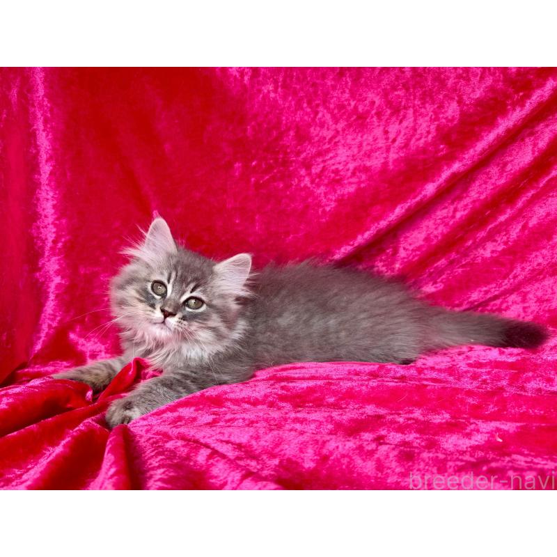 販売中の千葉県のサイベリアン-135287の2枚目