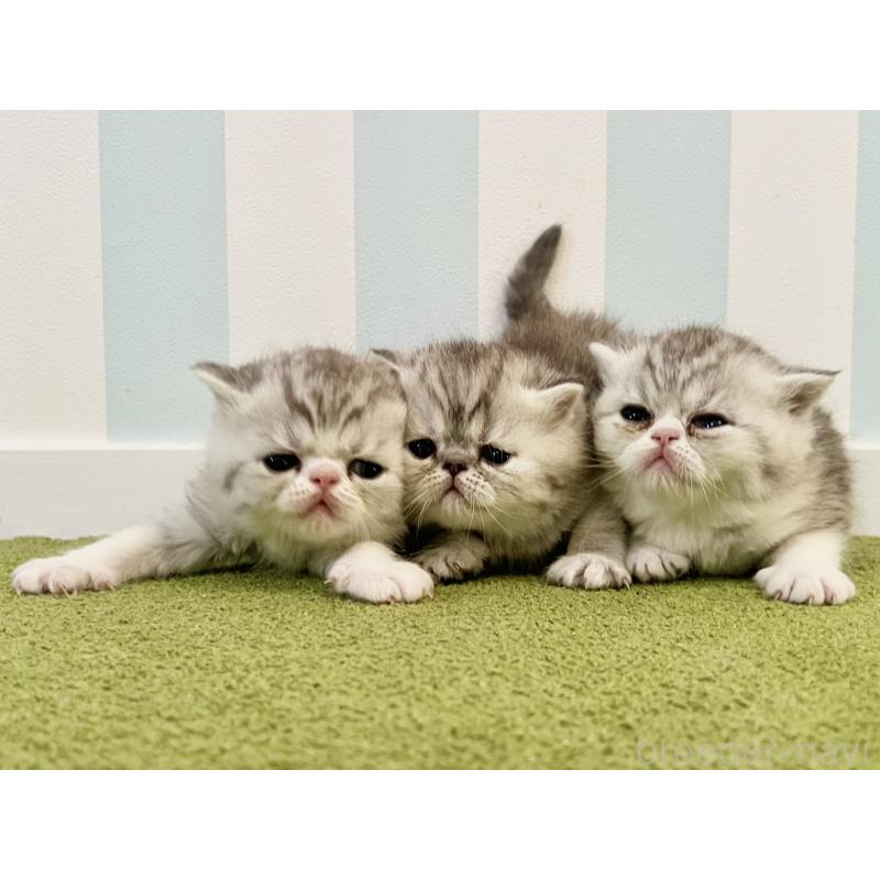 販売中の東京都のエキゾチックショートヘア-137801の4枚目