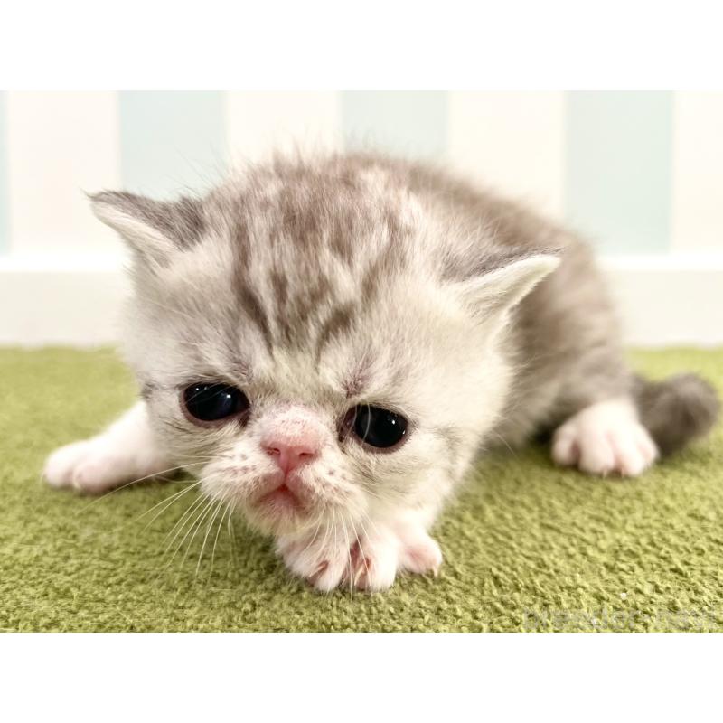 販売中の東京都のエキゾチックショートヘア-137801の3枚目