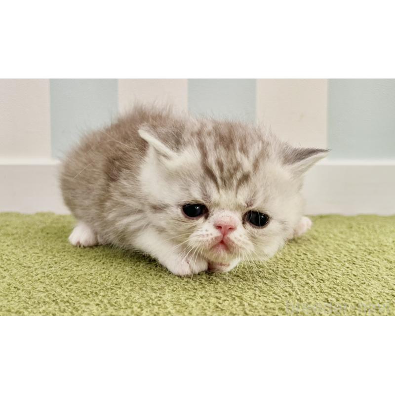 販売中の東京都のエキゾチックショートヘア-137801の2枚目