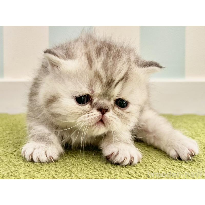 販売中の東京都のエキゾチックショートヘア-137802の4枚目