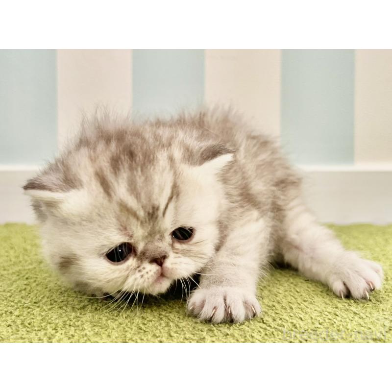 販売中の東京都のエキゾチックショートヘア-137802の3枚目