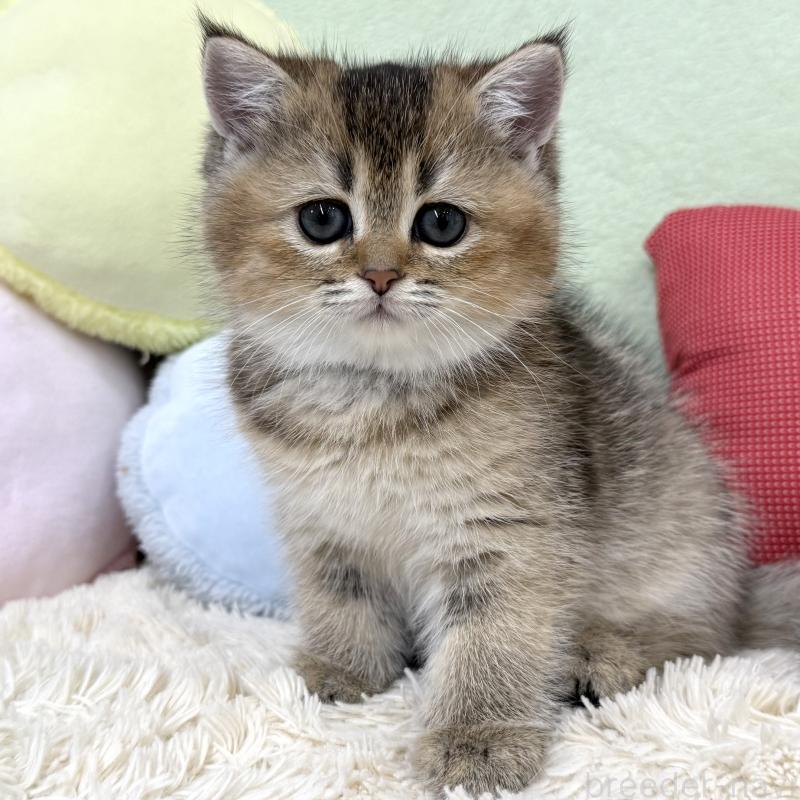 販売中の大阪府のブリティッシュショートヘア-136044