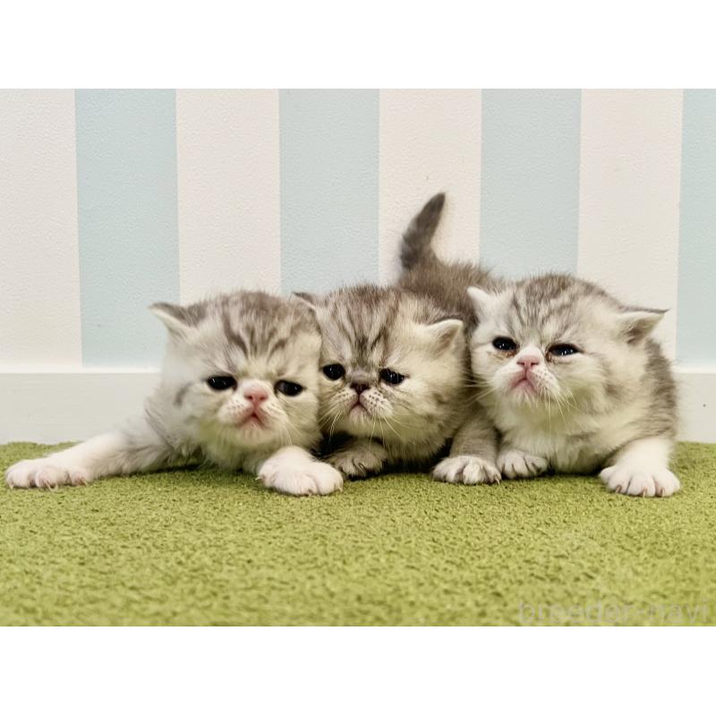 販売中の東京都のエキゾチックショートヘア-137802の2枚目