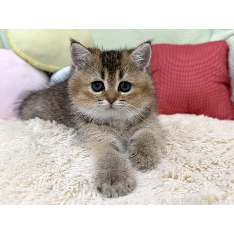 成約済の大阪府のブリティッシュショートヘア-136044の5枚目