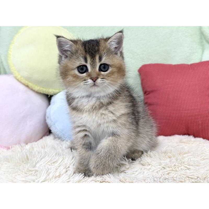 成約済の大阪府のブリティッシュショートヘア-136044の4枚目