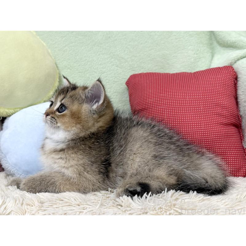 成約済の大阪府のブリティッシュショートヘア-136044の3枚目