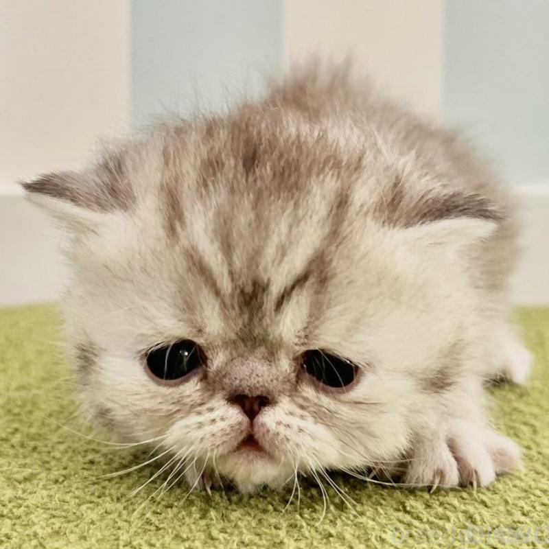 販売中の東京都のエキゾチックショートヘア-137802