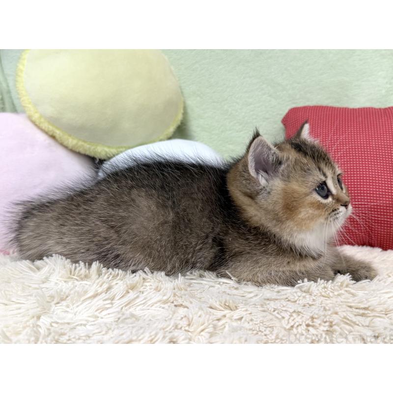 成約済の大阪府のブリティッシュショートヘア-136044の2枚目