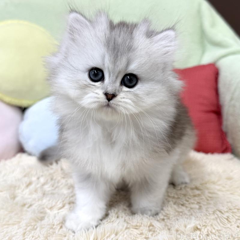 販売中の大阪府のブリティッシュロングヘア-136043