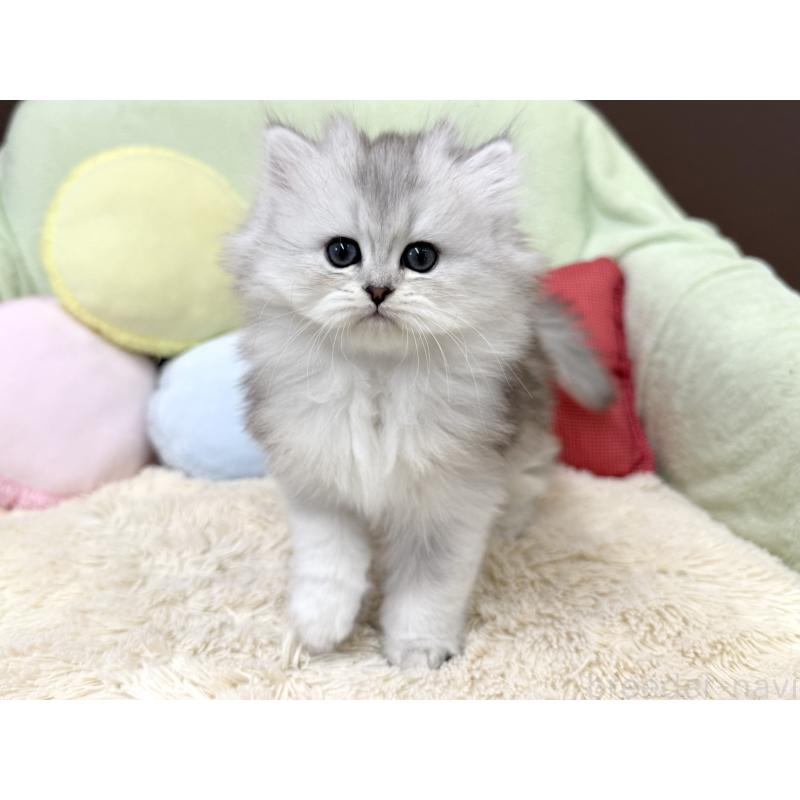 成約済の大阪府のブリティッシュロングヘア-136043の6枚目