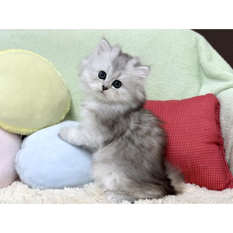 成約済の大阪府のブリティッシュロングヘア-136043の5枚目