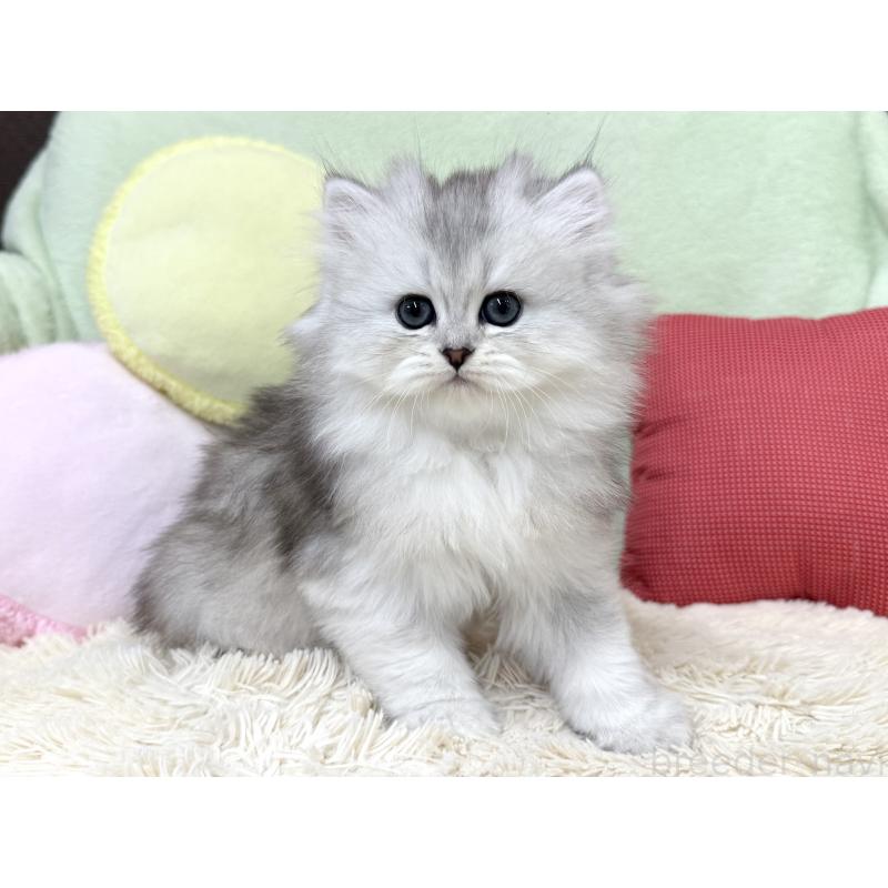 成約済の大阪府のブリティッシュロングヘア-136043の4枚目