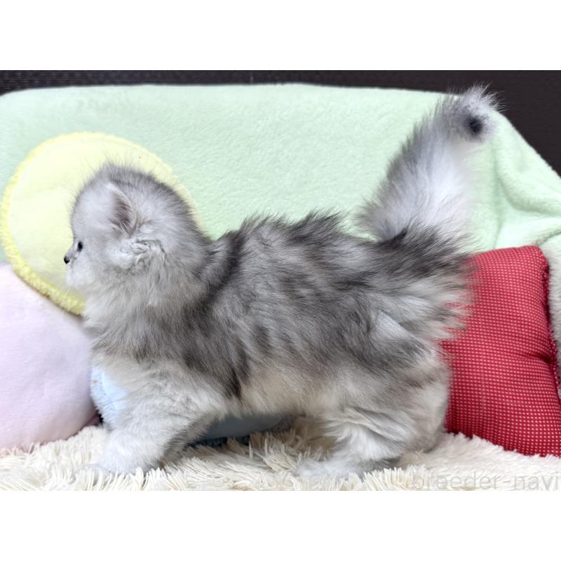 成約済の大阪府のブリティッシュロングヘア-136043の3枚目