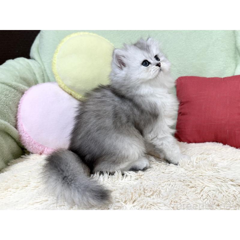 成約済の大阪府のブリティッシュロングヘア-136043の2枚目