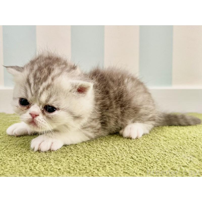 販売中の東京都のエキゾチックショートヘア-137803の5枚目