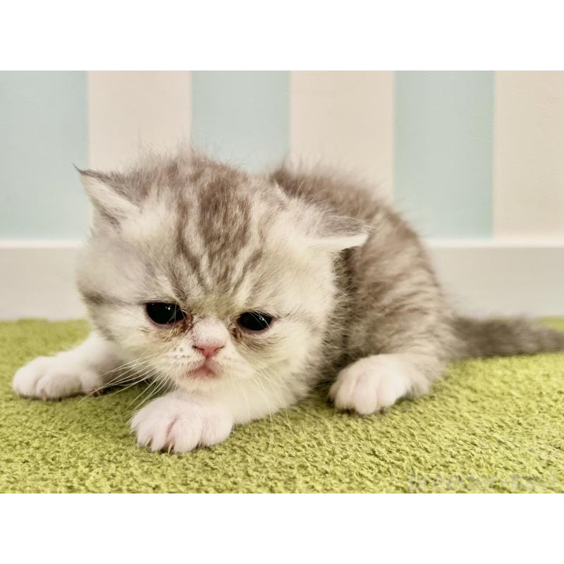 販売中の東京都のエキゾチックショートヘア-137803の4枚目