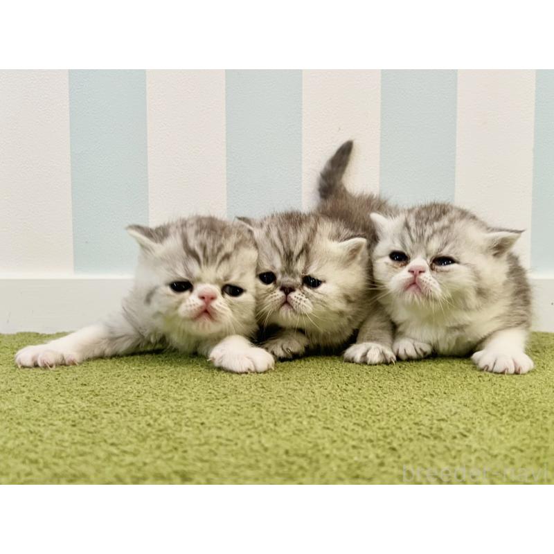 販売中の東京都のエキゾチックショートヘア-137803の3枚目