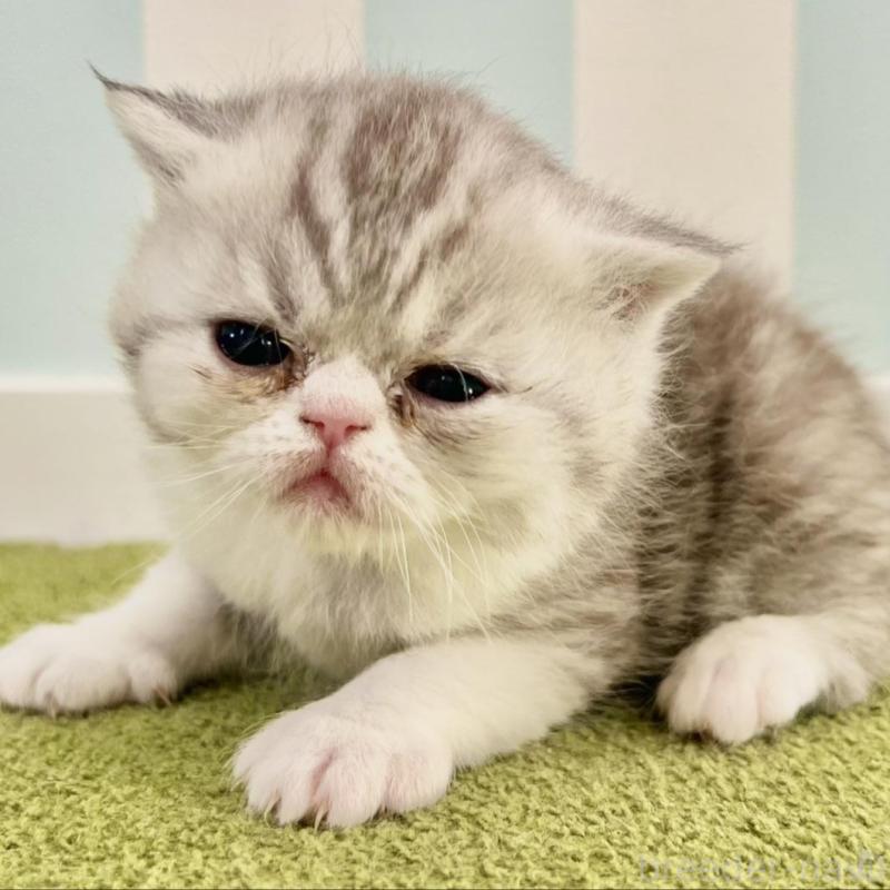 販売中の東京都のエキゾチックショートヘア-137803