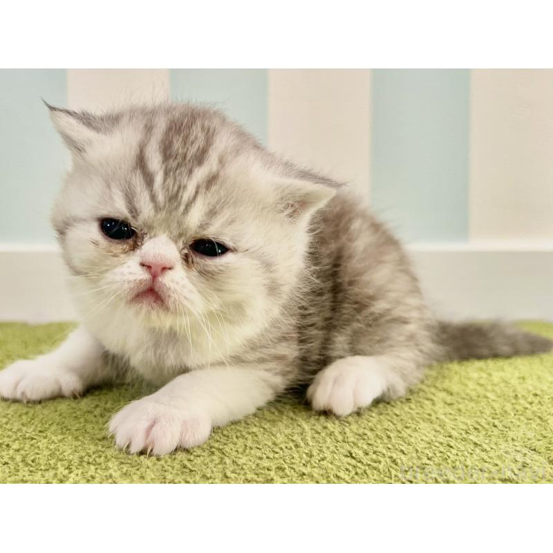 販売中の東京都のエキゾチックショートヘア-137803の2枚目