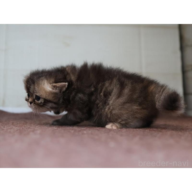 販売中の愛知県のエキゾチックロングヘア-137804の7枚目