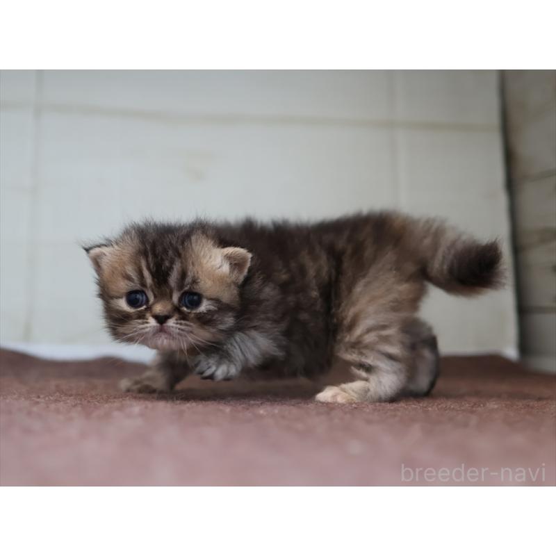 販売中の愛知県のエキゾチックロングヘア-137804の8枚目