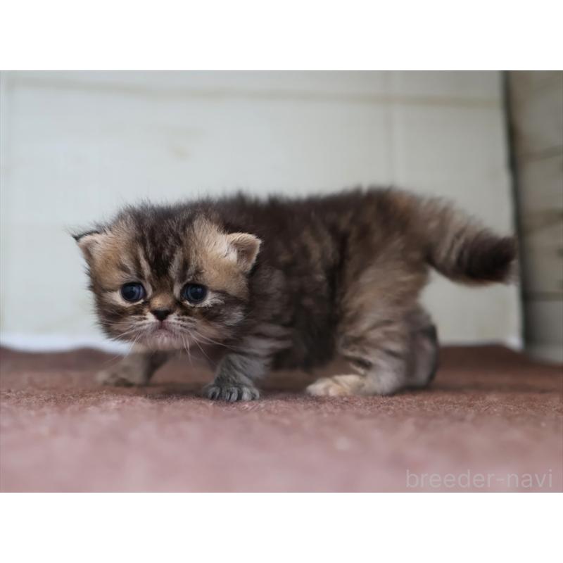 販売中の愛知県のエキゾチックロングヘア-137804の6枚目