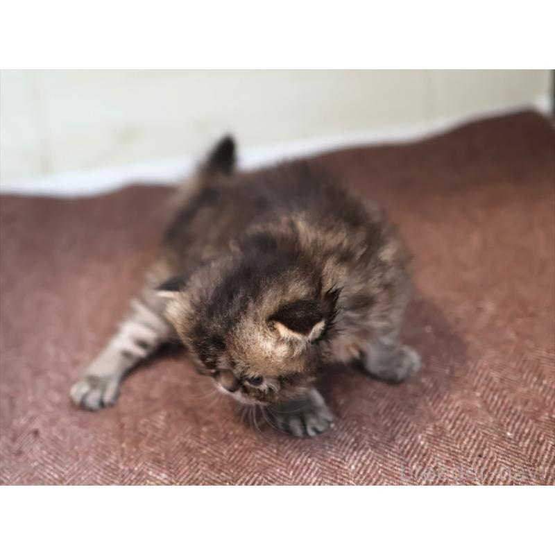 販売中の愛知県のエキゾチックロングヘア-137804の5枚目