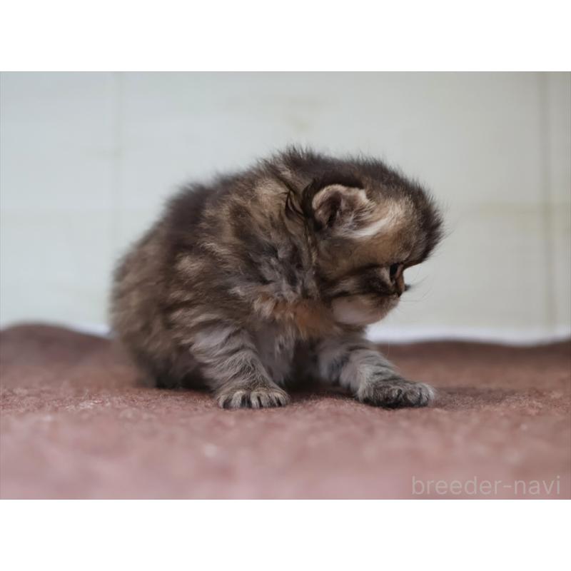 販売中の愛知県のエキゾチックロングヘア-137804の4枚目