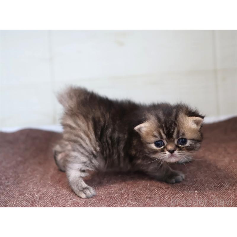 販売中の愛知県のエキゾチックロングヘア-137804の3枚目